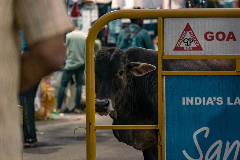 cow in an enclosure with buildings and pedestrians around