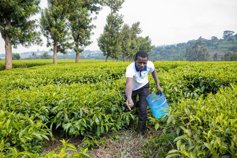 man picking tea at work in the middle of a field