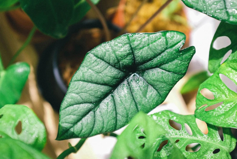 green leaves are shown close up with water drops