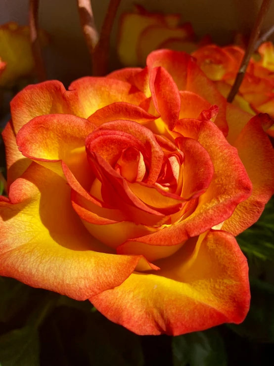 a close up of a red rose that is in bloom