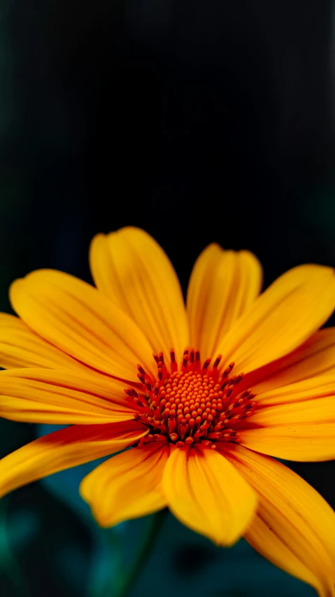 an image of a beautiful yellow flower in the dark