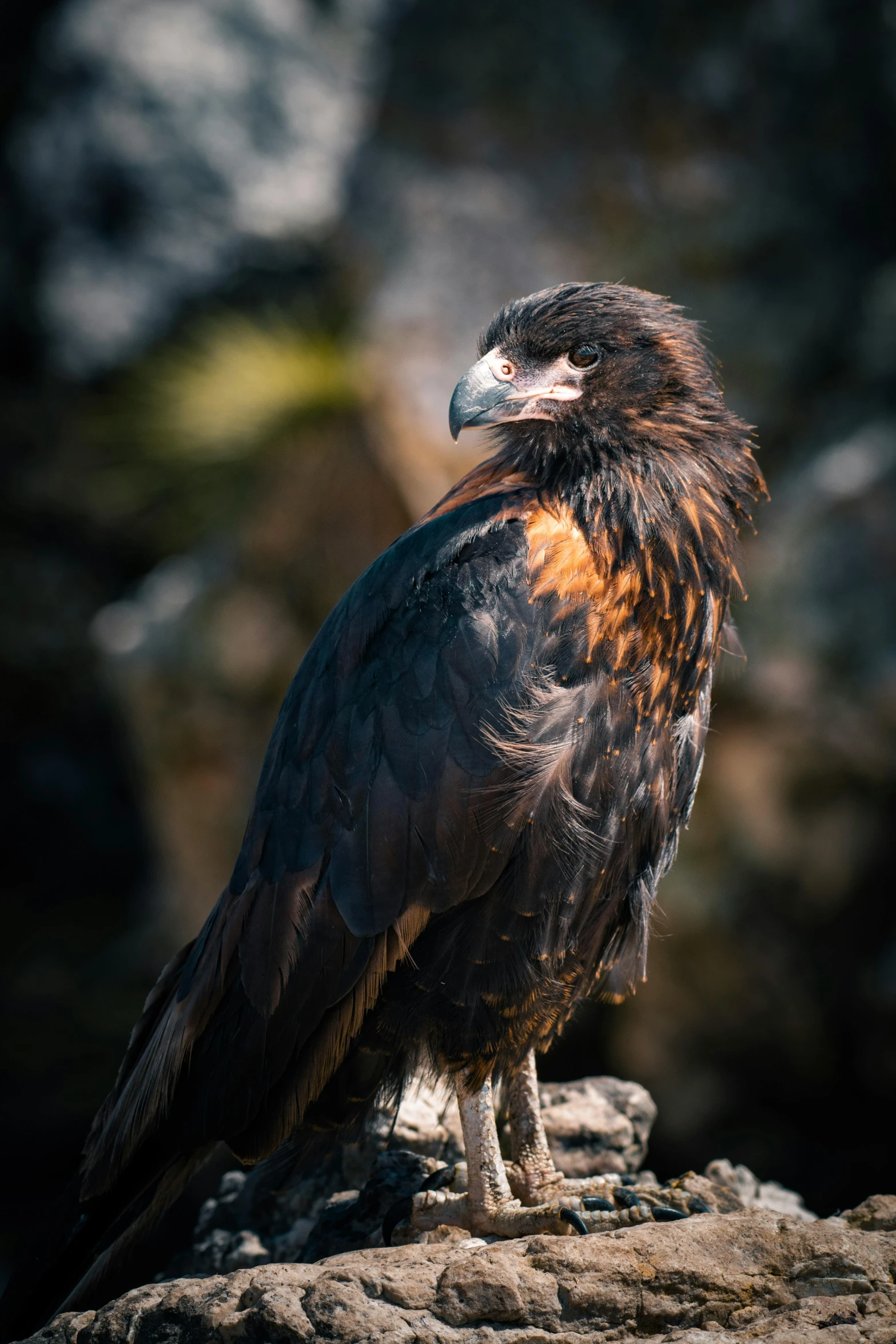 a large bird that is sitting on top of a rock