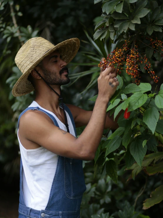 a man with a straw hat is picking berries from the tree