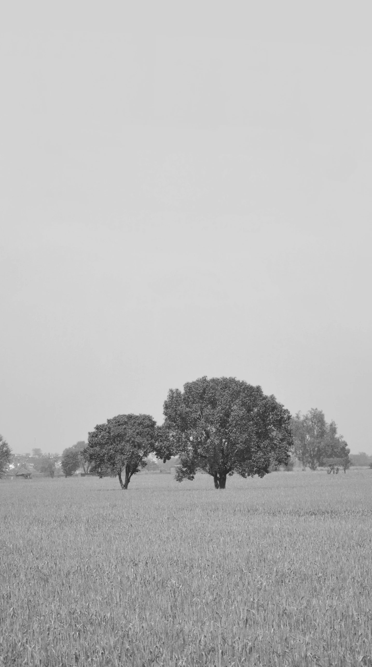 two large trees standing in the middle of a grassy field