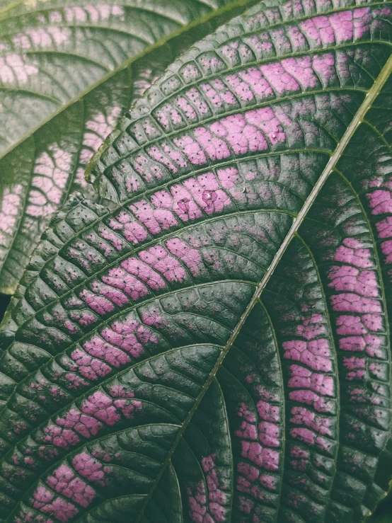 a closeup s of a purple plant leaf