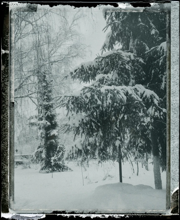 there is a snow storm coming in and some trees