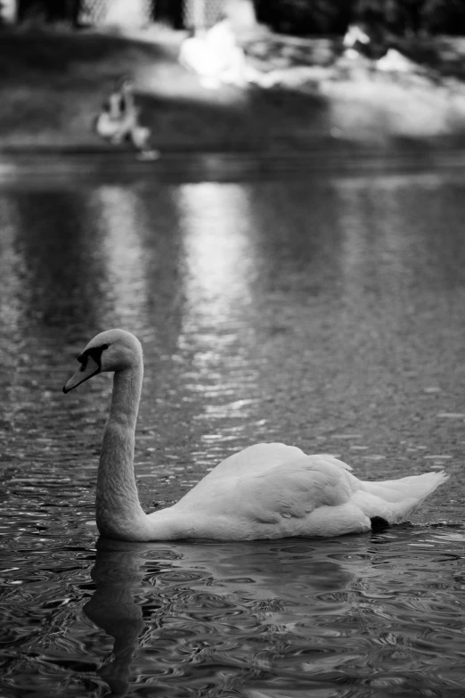 a swan is swimming on the water