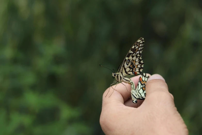 a erfly that is on top of someone's hand