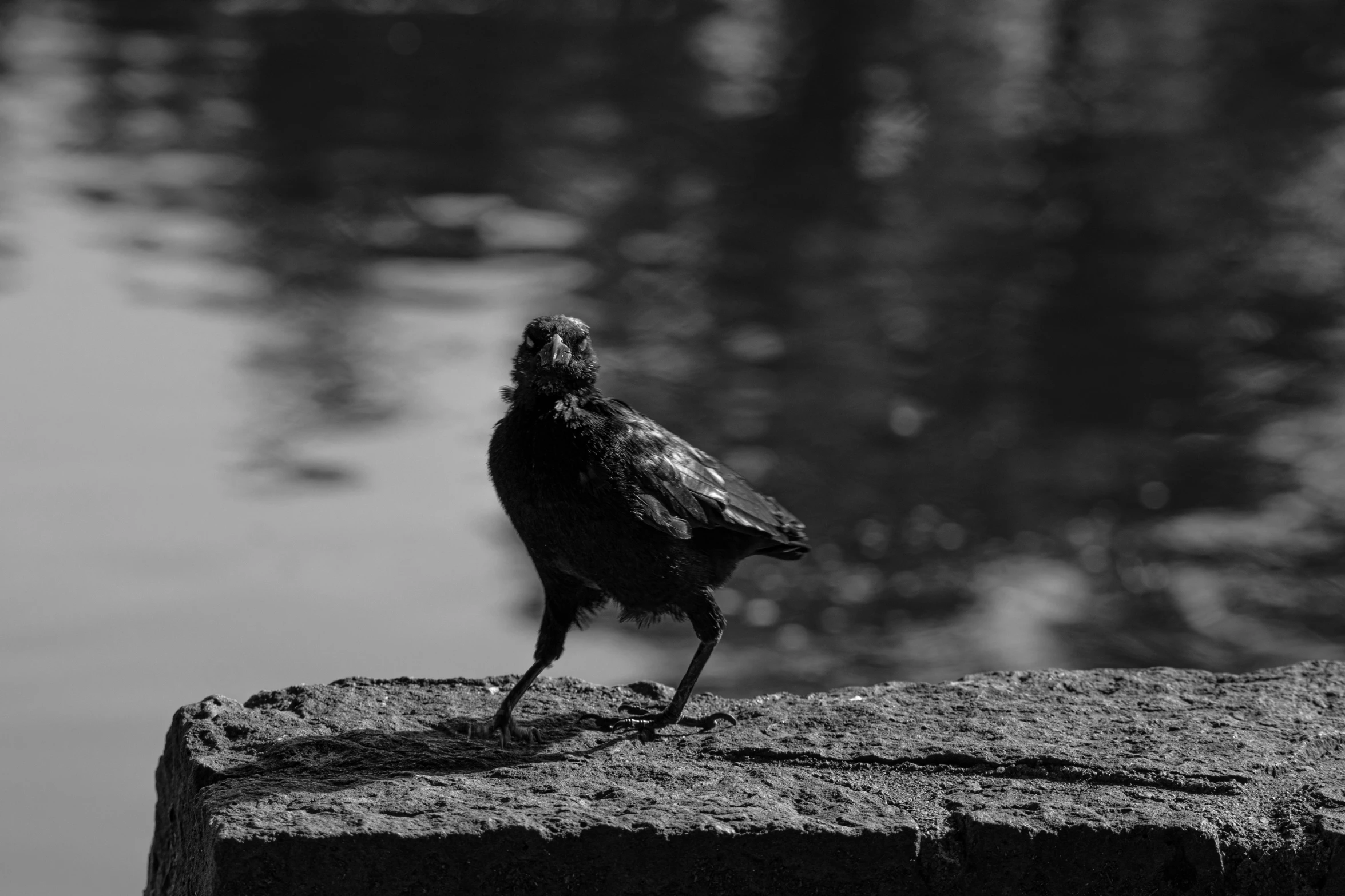 black and white pograph of a crow standing on a stone