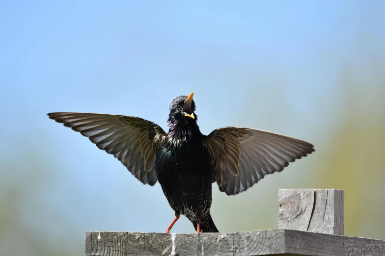 a bird that is sitting on top of a wooden fence