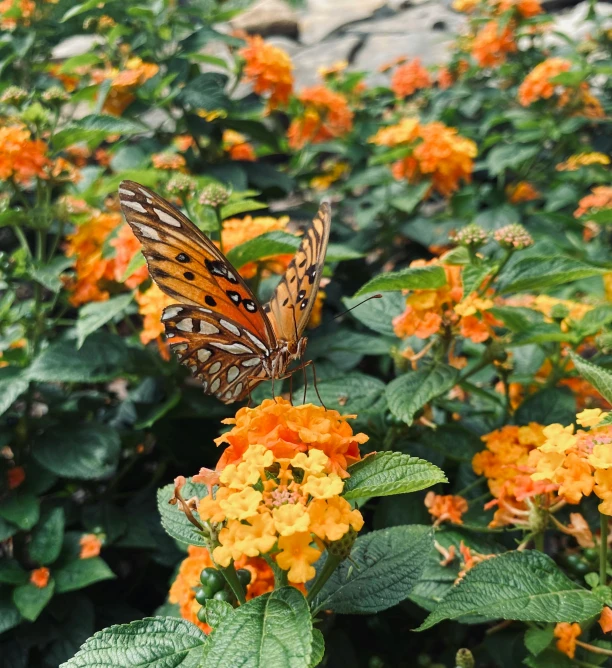 a erfly sitting on top of an orange flower