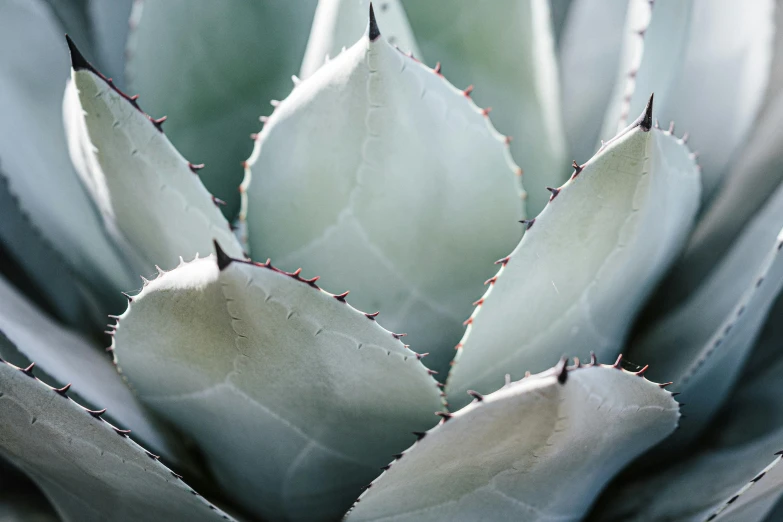 a close up view of a plant with small leaves