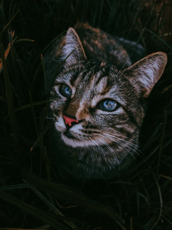 the cat is staring very angry at the camera