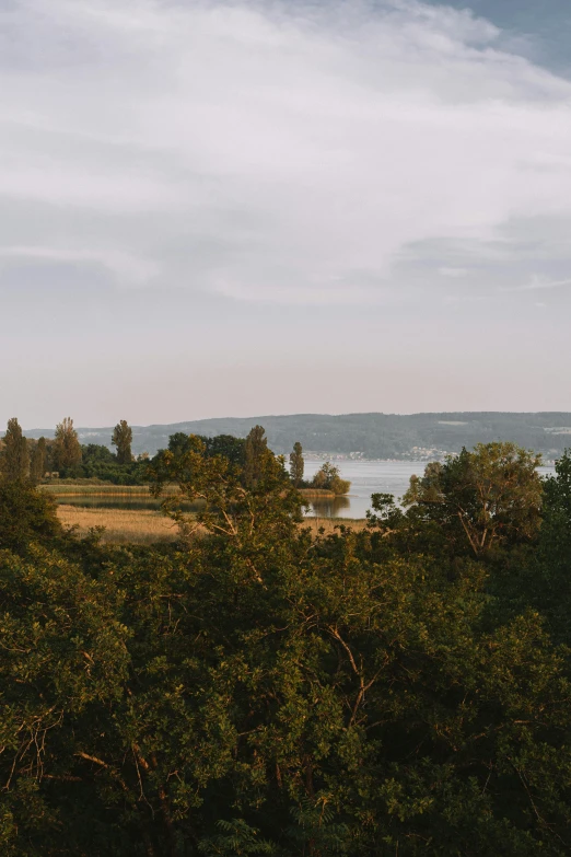 there is an open field that has lots of trees in it