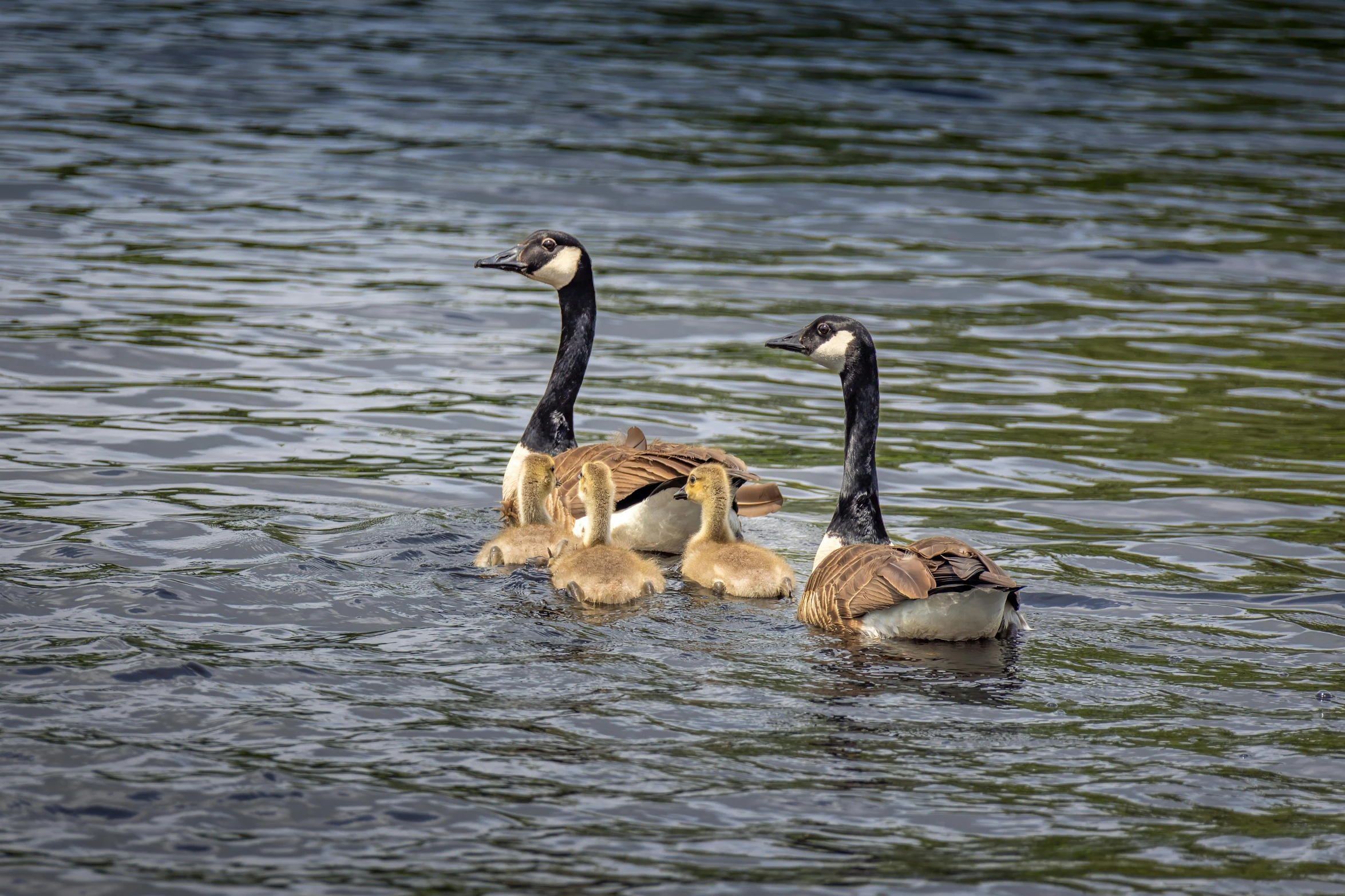 three ducks swimming on top of each other in the water