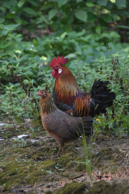 two chickens are standing on a green patch