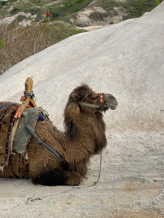 the camel is laying on the sand by itself