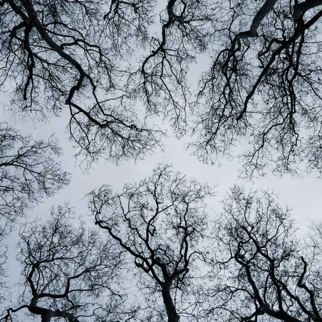 tree nches against grey skies on a winter day