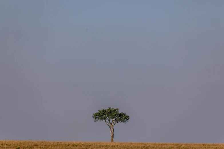 lone tree in brown grass, with blue sky