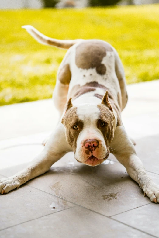 the dog is on the sidewalk on the cement