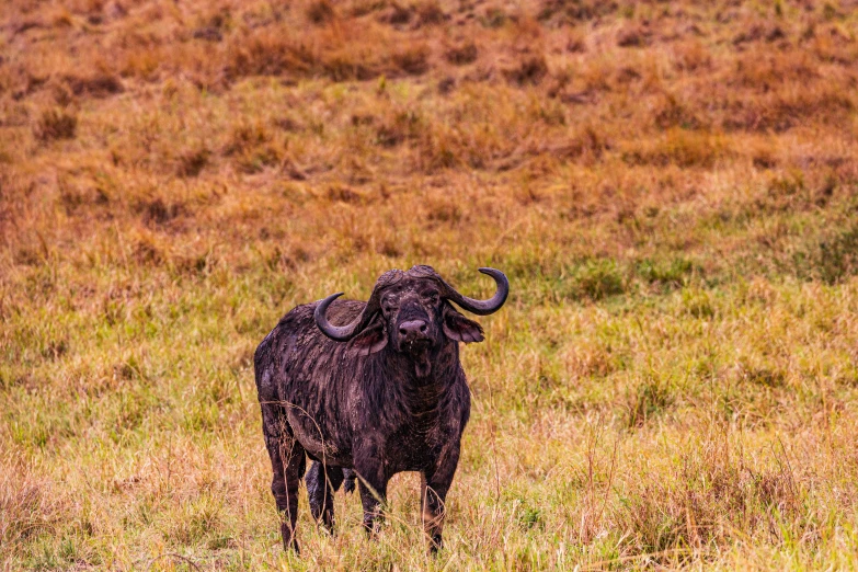 there is a very big bull that is in the field