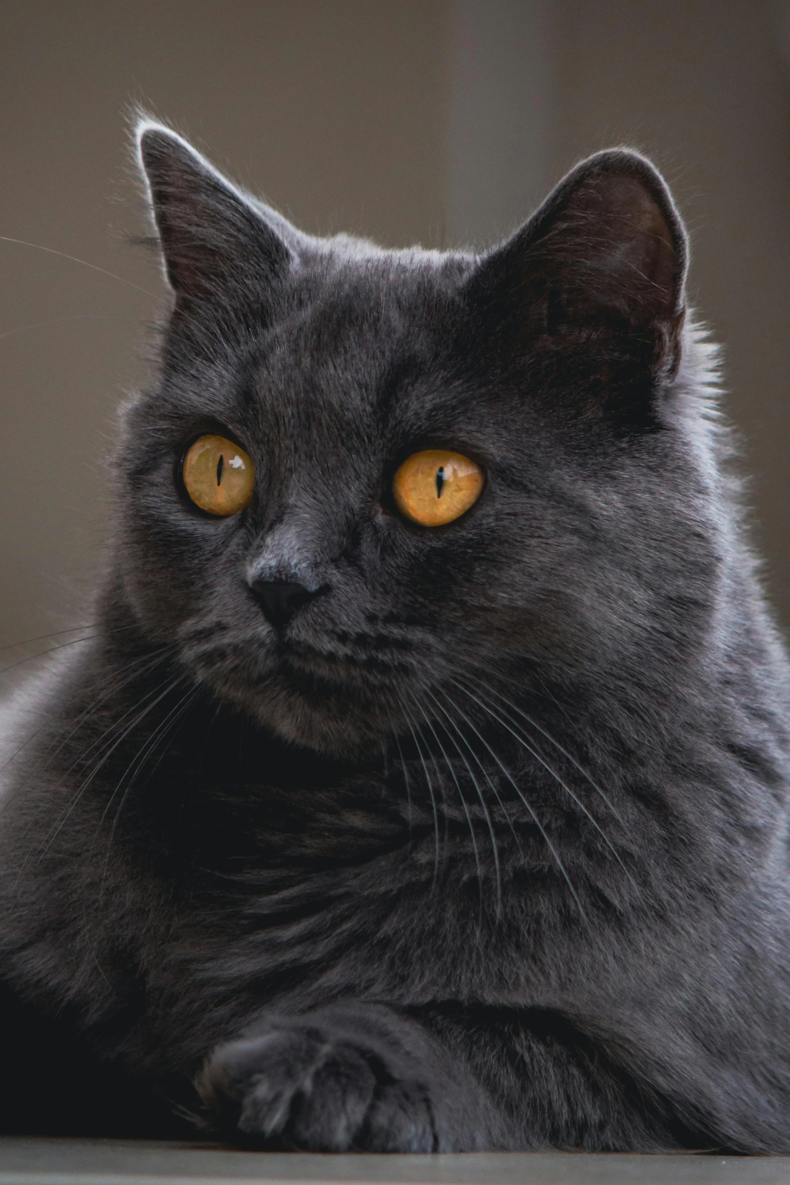 a close up of a gray cat with orange eyes