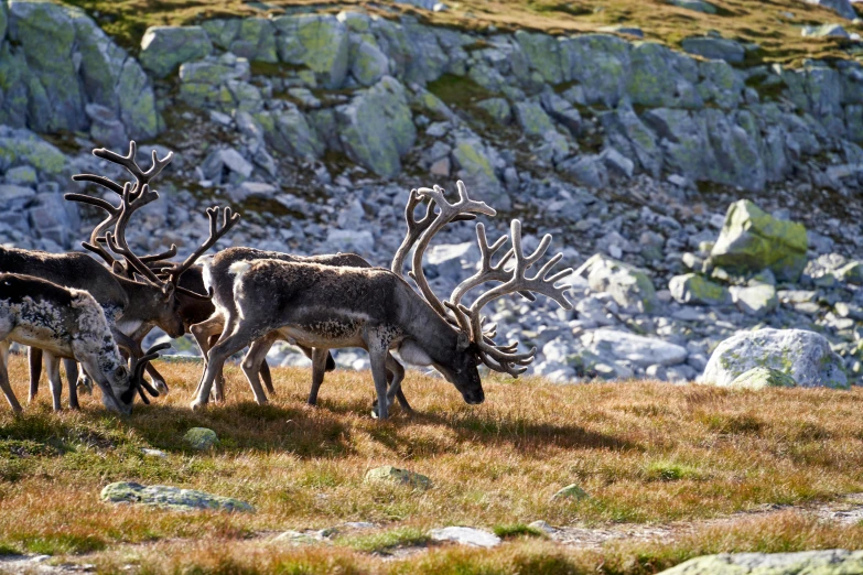 two deer standing next to each other near a large rock