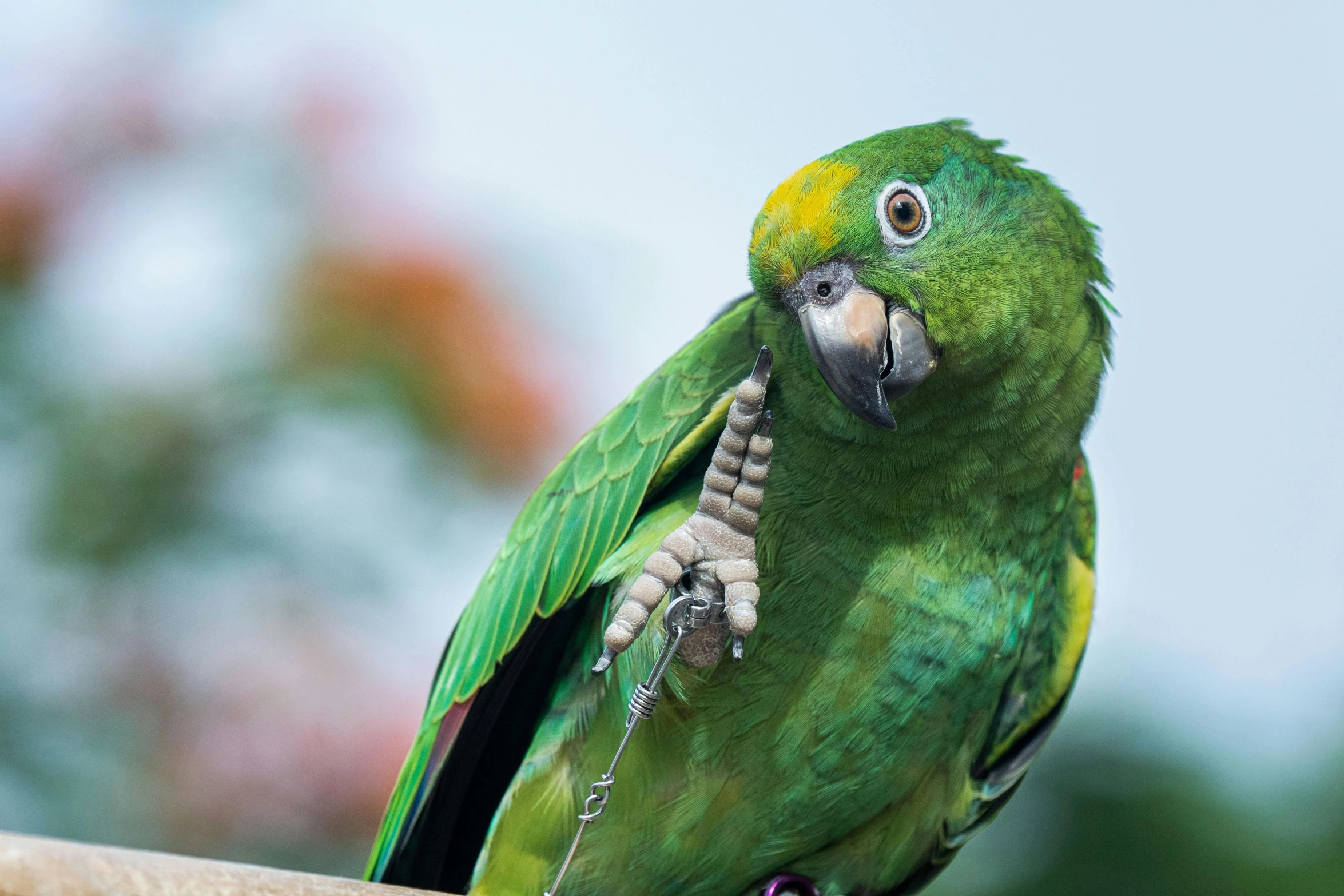 a green bird is on the back of a fence