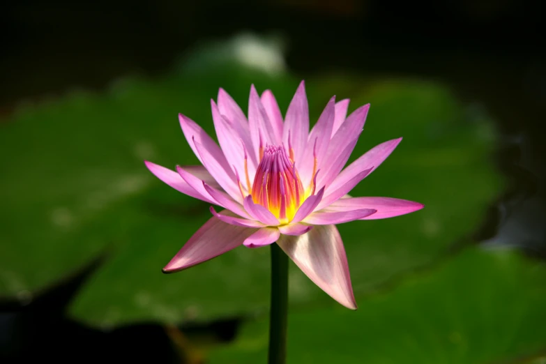 pink and yellow lotus in the middle of the night