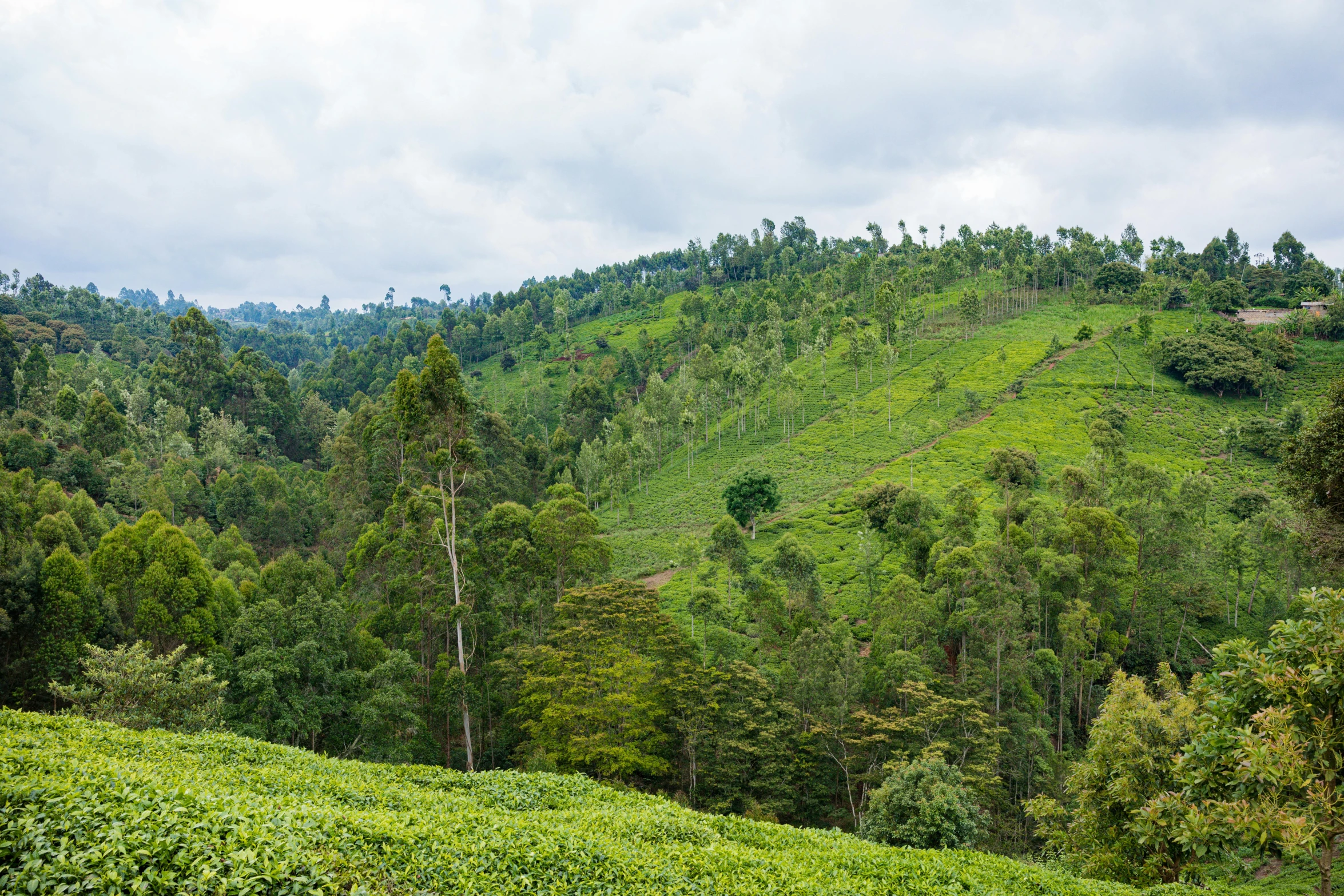 lush green hillside with lush forest below on an overcast day