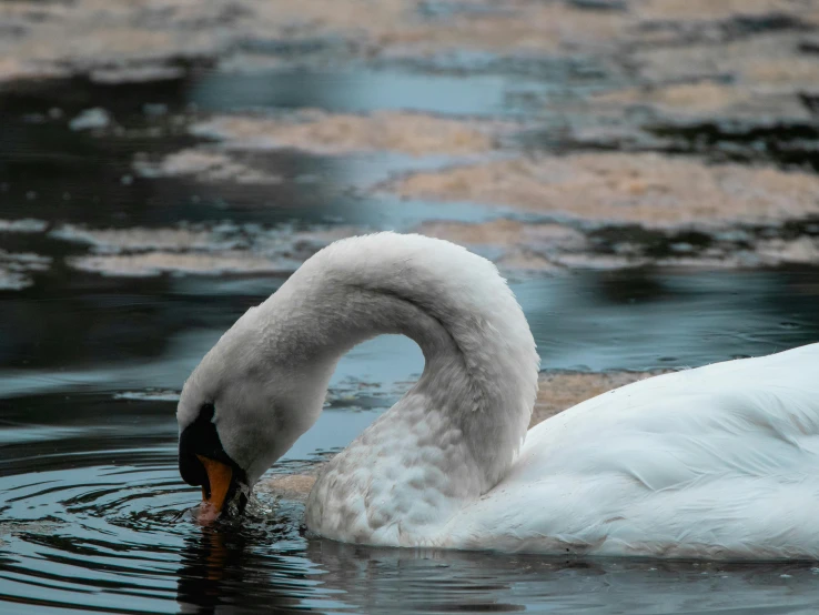 a single swan swimming in the water next to some ice