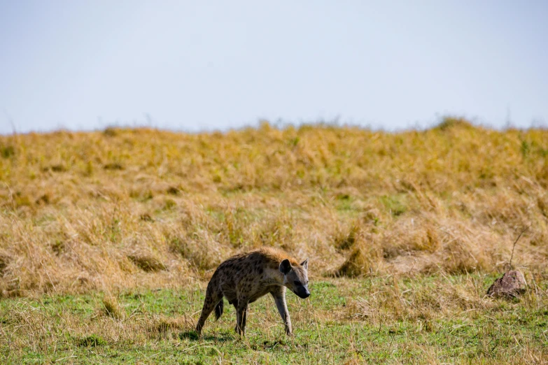 a hyena walking across a lush green field