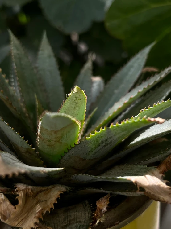 a plant with a green leaf on top of it