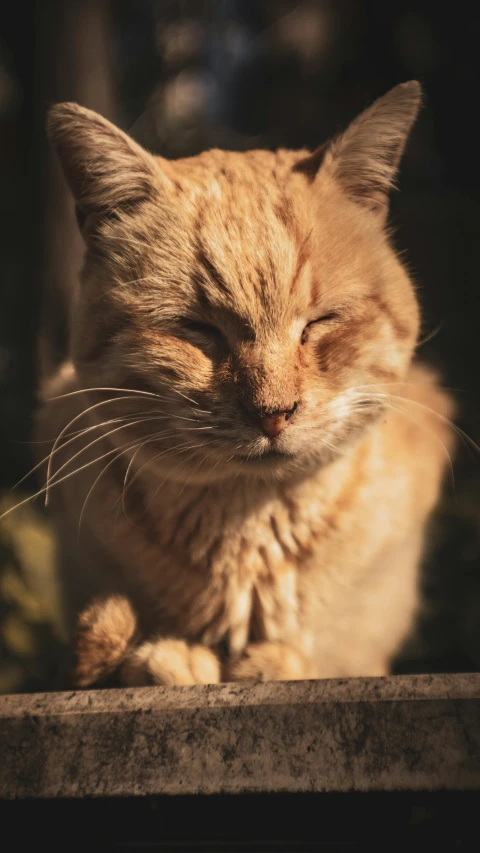 an orange cat with a sad look on its face