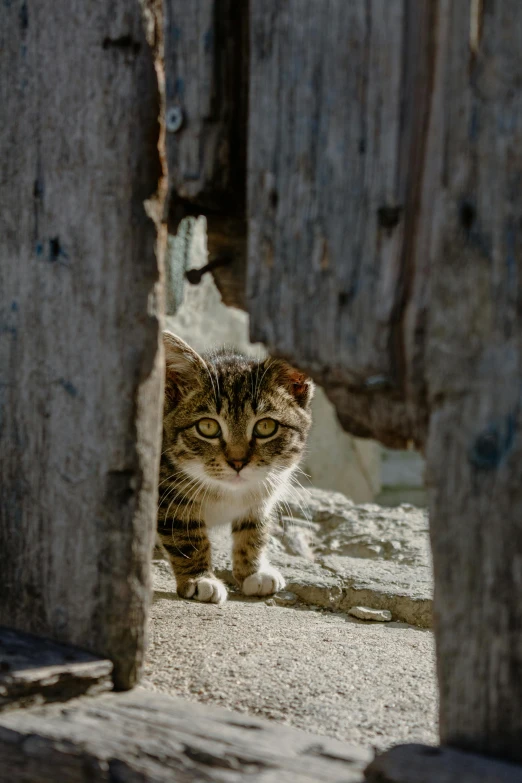 the cat is walking through the wood door way