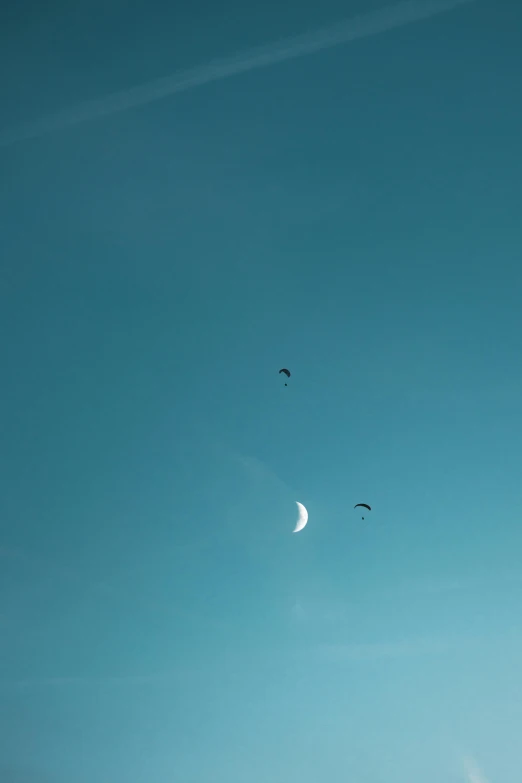 three birds flying through the blue sky