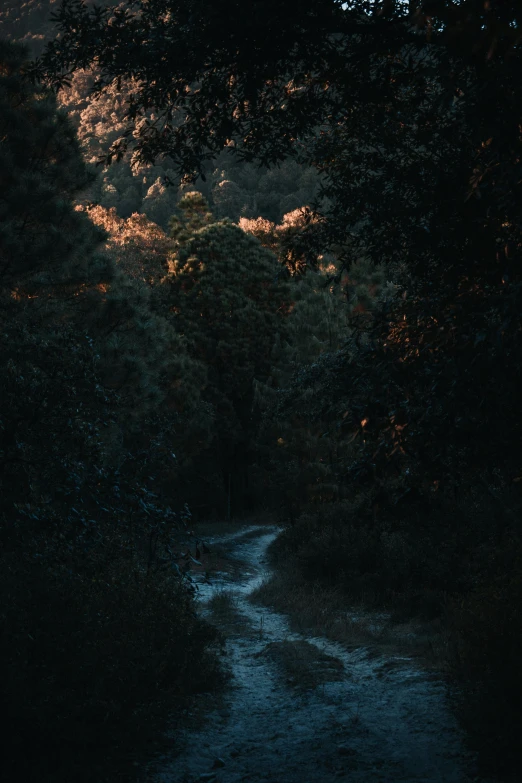 a dark forest with a stream running through it