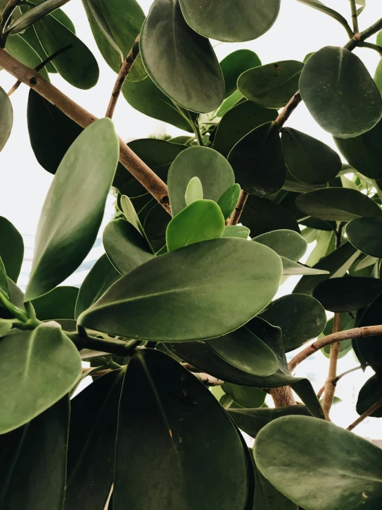 the top of a large tree filled with green leaves