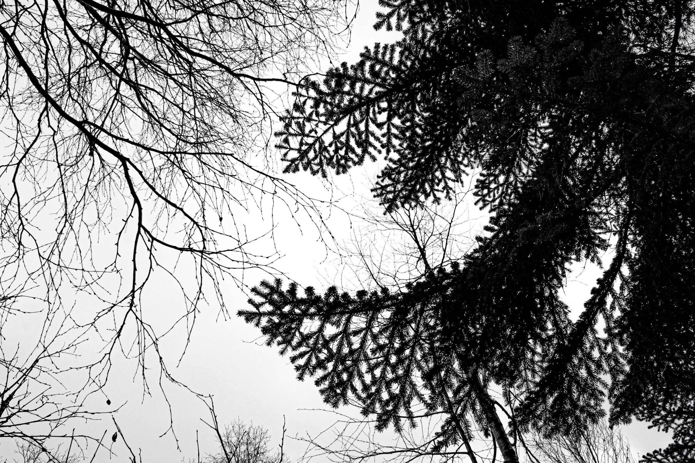 the view up at some trees from the ground