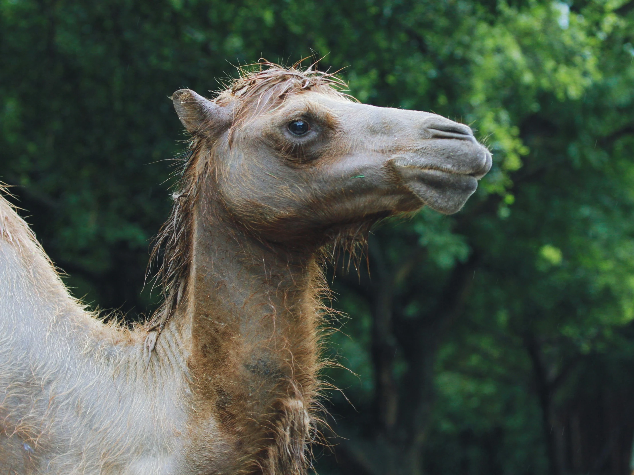 a very big brown camel by some trees