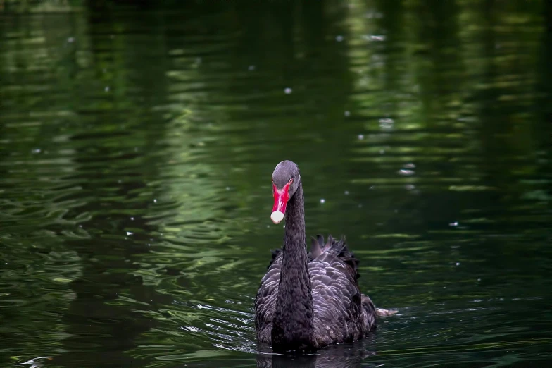 a bird with red beak swims in water