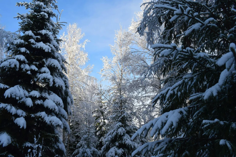 a view looking up at some snow covered trees