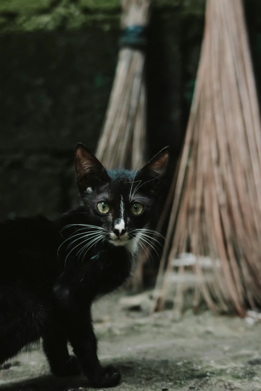 a black cat with green eyes and nose