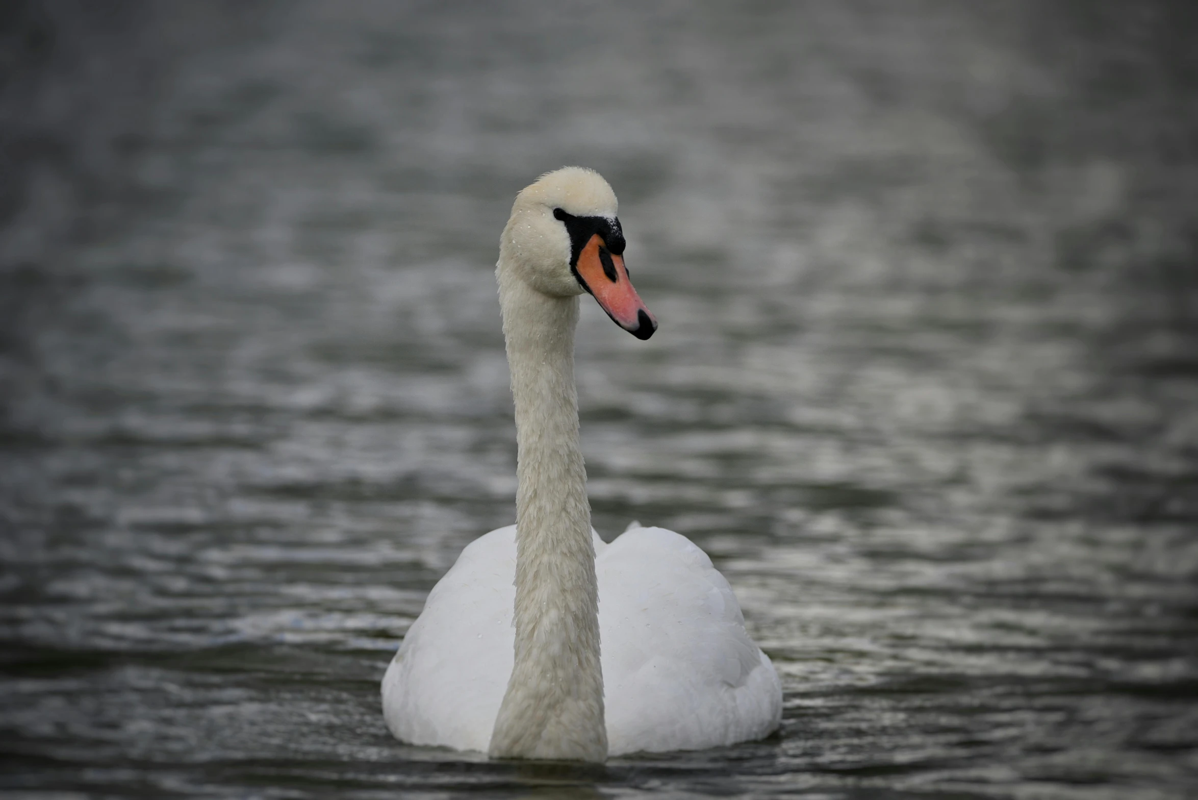 the small swan is swimming in the lake