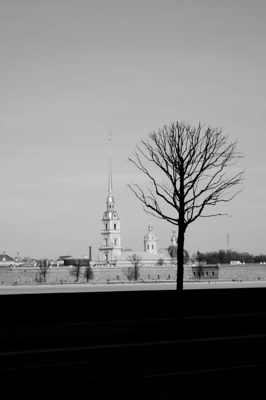 tree on the side of the road near a city