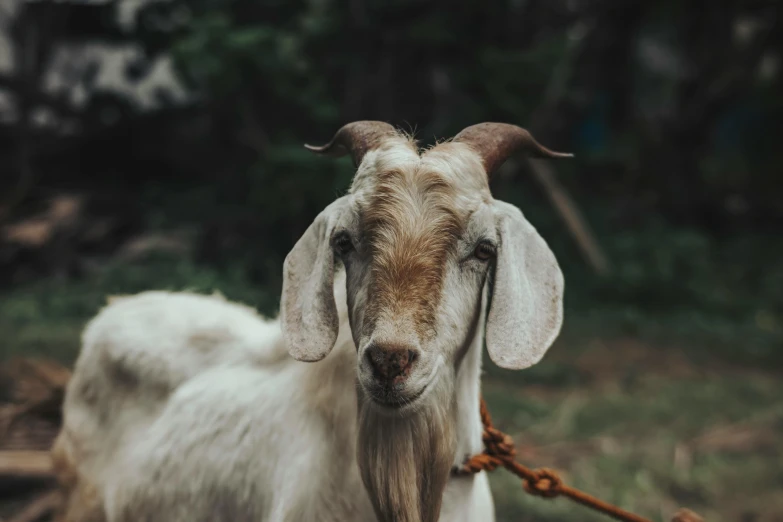 a goat with horns standing on grass and a rope