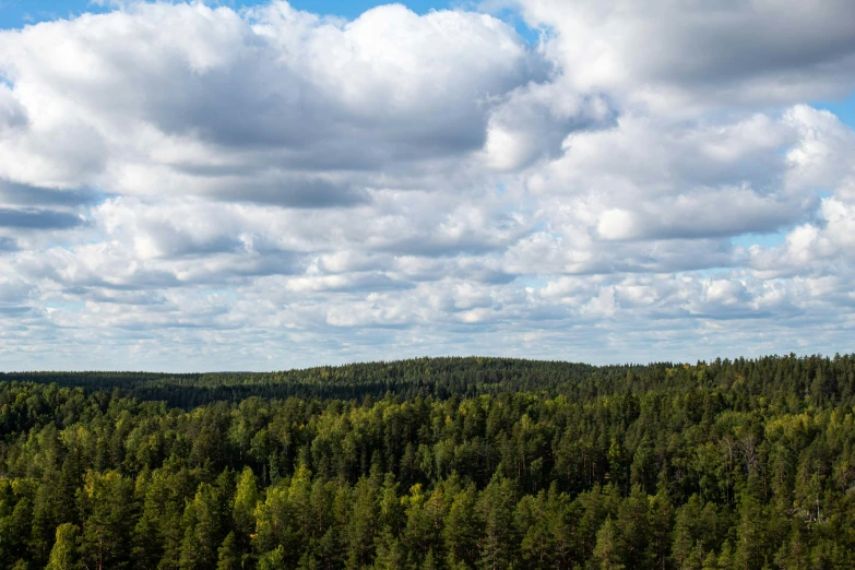 there is a lot of trees that are growing and clouds