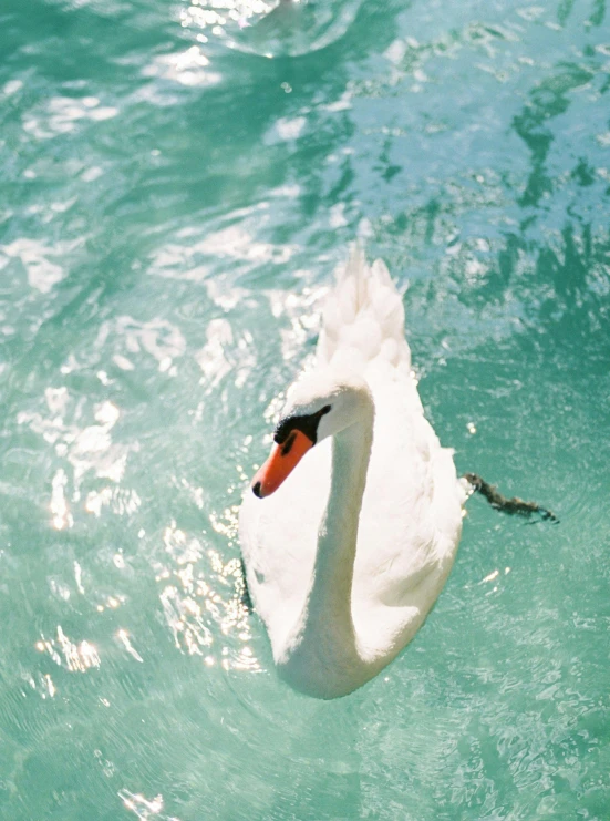 a white swan swims in the water