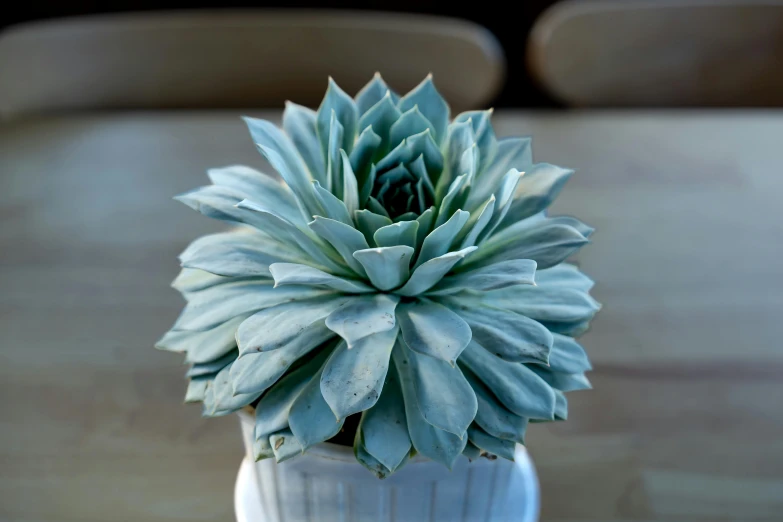 a plant is growing out of a vase