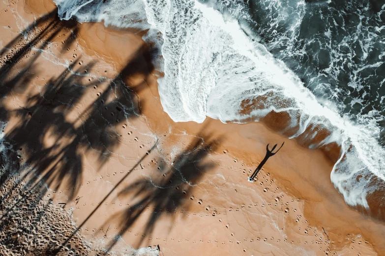 a tree casts a shadow on the beach